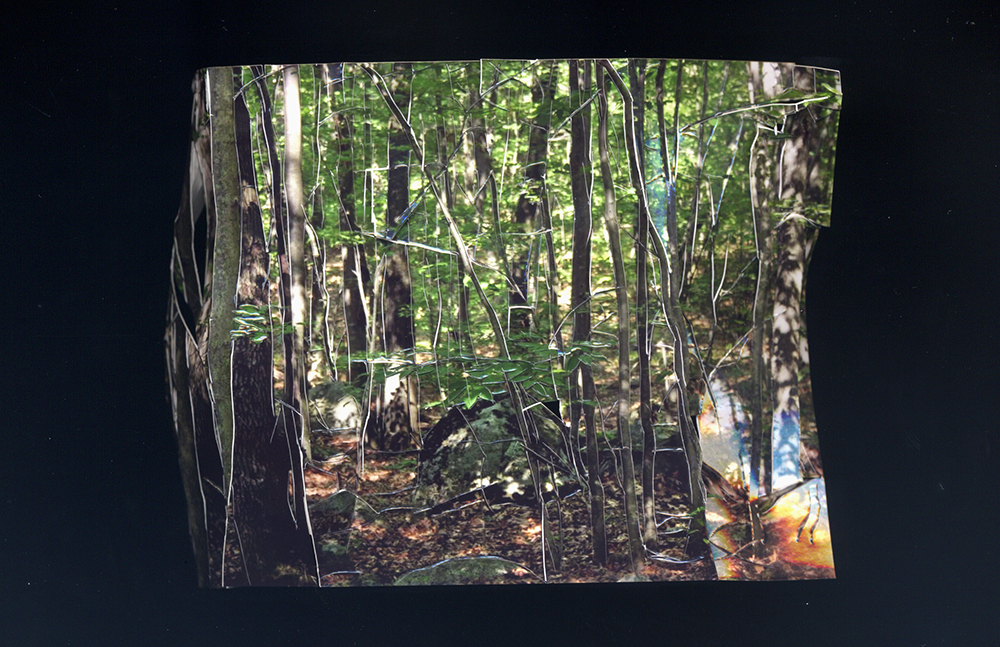 Inside Out Picture of a Forest, no. 17, 2013